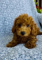 Arlo , a male Bichpoo for sale in Elkton, KY – 4 of 9
