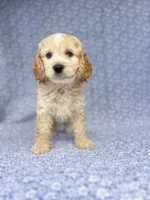 Charming , a male Cockapoo for sale in Elkton, KY – 4 of 5