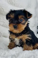 Luke, a male Yorkshire Terrier for sale in Elkton, KY – Photo 7 of 10