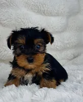 Luke, a male Yorkshire Terrier for sale in Elkton, KY – Photo 1 of 10