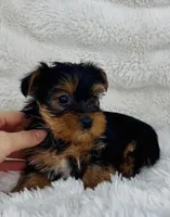 Luke, a male Yorkshire Terrier for sale in Elkton, KY – Photo 2 of 10
