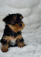 Luke, a male Yorkshire Terrier for sale in Elkton, KY – Photo 5 of 10