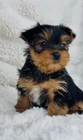 Luke, a male Yorkshire Terrier for sale in Elkton, KY – Photo 8 of 10