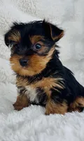 Luke, a male Yorkshire Terrier for sale in Elkton, KY – Photo 10 of 10