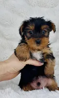 Luke, a male Yorkshire Terrier for sale in Elkton, KY – Photo 9 of 10