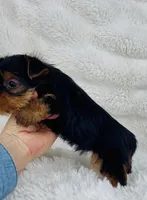 Luke, a male Yorkshire Terrier for sale in Elkton, KY – Photo 3 of 10