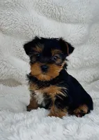 Luke, a male Yorkshire Terrier for sale in Elkton, KY – Photo 4 of 10