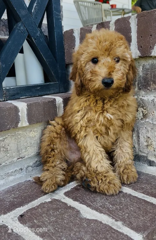 Aster  – Poodle - Miniature , Bichpoo puppy for sale in Elkton, KY