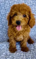 Phoebe, a female Bichpoo for sale in Elkton, KY – 2 of 9