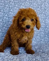 Phoebe, a female Bichpoo for sale in Elkton, KY – 3 of 9