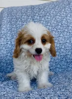 Henry , a male Bichon Frise and Cavapoo for sale in Elkton, KY – 5 of 6