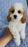 Katie , a female Bichon Frise and Cavapoo for sale in Elkton, KY – 8 of 8