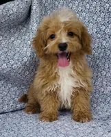 Harley , a male Bichpoo for sale in Elkton, KY – Photo 7 of 8