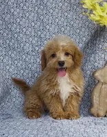 Harley , a male Bichpoo for sale in Elkton, KY – Photo 3 of 8