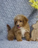 Harley , a male Bichpoo for sale in Elkton, KY – Photo 4 of 8
