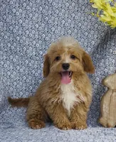 Harley , a male Bichpoo for sale in Elkton, KY – Photo 2 of 8