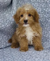 Harley , a male Bichpoo for sale in Elkton, KY – Photo 8 of 8