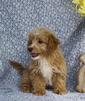 Harley , a male Bichpoo for sale in Elkton, KY – Photo 5 of 8