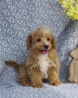 Harley , a male Bichpoo for sale in Elkton, KY – Photo 6 of 8