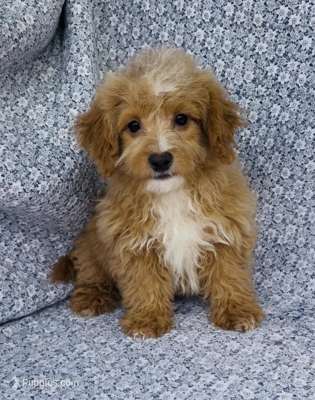 Harley  – Bichpoo puppy for sale in Elkton, KY