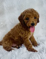 Grady , a male Poodle - Miniature  for sale in Elkton, KY – 4 of 8