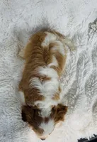 Charlie , a male Cavalier King Charles Spaniel for sale in Elkton, KY – 4 of 8