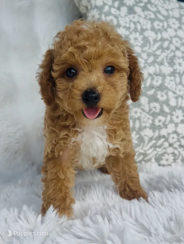 Bodie  – Poodle - Miniature  puppy for sale in Elkton, KY