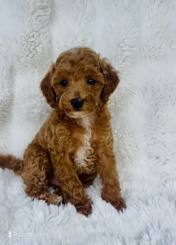 Grady  – Poodle - Miniature  puppy for sale in Elkton, KY