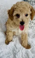 Wells , a male Poodle - Miniature  for sale in Elkton, KY – 9 of 10