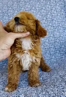 Ellie , a female Bichpoo for sale in Elkton, KY – 8 of 8