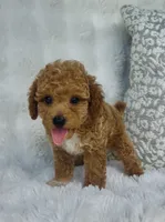 Bodie , a male Poodle - Miniature  for sale in Elkton, KY – 6 of 10