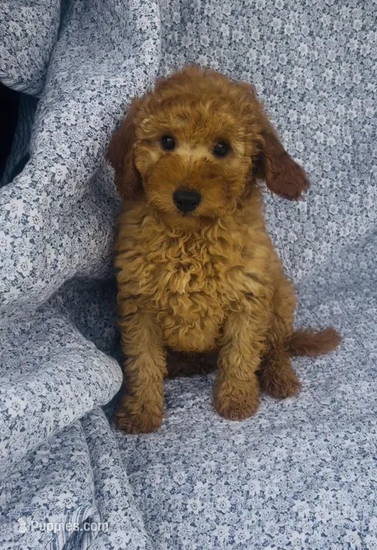 Aster , a male Bichon Frise and Poodle - Miniature  for sale in Elkton, KY – Photo 1 of 7