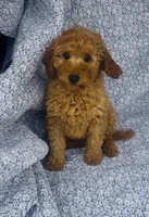 Aster , a male Bichon Frise and Poodle - Miniature  for sale in Elkton, KY – Photo 1 of 7