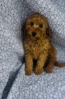 Aster , a male Bichon Frise and Poodle - Miniature  for sale in Elkton, KY – Photo 6 of 7