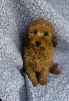 Aster , a male Bichon Frise and Poodle - Miniature  for sale in Elkton, KY – Photo 3 of 7