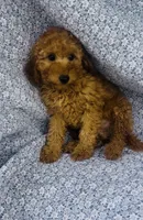 Aster , a male Bichon Frise and Poodle - Miniature  for sale in Elkton, KY – Photo 5 of 7