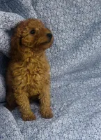 Aster , a male Bichon Frise and Poodle - Miniature  for sale in Elkton, KY – Photo 2 of 7