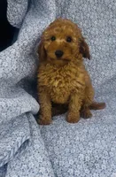 Aster , a male Bichon Frise and Poodle - Miniature  for sale in Elkton, KY – Photo 4 of 7