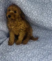 Aster , a male Bichon Frise and Poodle - Miniature  for sale in Elkton, KY – Photo 7 of 7