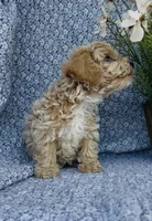 Poppy , a female Bichpoo for sale in Elkton, KY – Photo 7 of 10