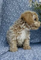 Poppy , a female Bichpoo for sale in Elkton, KY – Photo 8 of 10