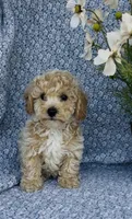 Poppy , a female Bichpoo for sale in Elkton, KY – Photo 2 of 10
