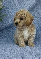 Poppy , a female Bichpoo for sale in Elkton, KY – Photo 5 of 10