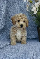 Poppy , a female Bichpoo for sale in Elkton, KY – Photo 4 of 10