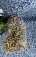 Poppy , a female Bichpoo for sale in Elkton, KY – Photo 3 of 10