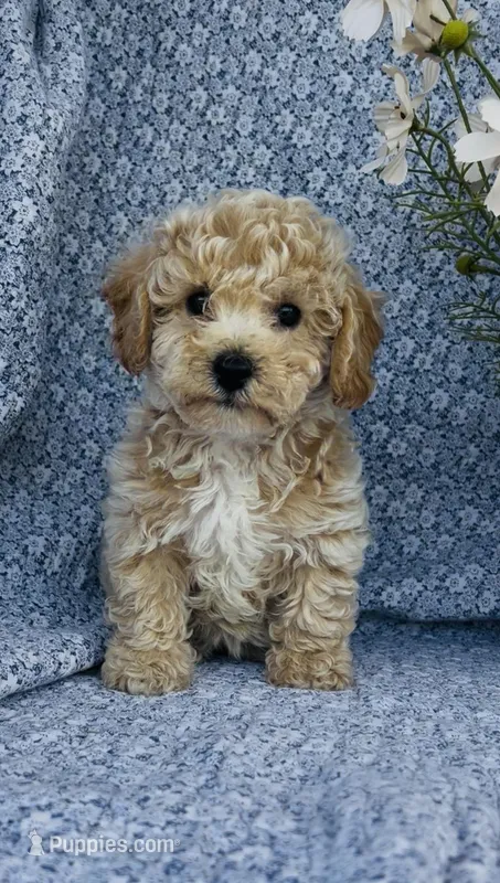 Poppy  – Bichpoo puppy for sale in Elkton, KY