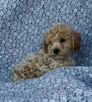 Poppy , a female Bichpoo for sale in Elkton, KY – Photo 9 of 10