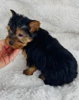 Chewy , a male Yorkshire Terrier for sale in Elkton, KY – Photo 7 of 9