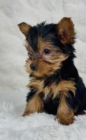 Chewy , a male Yorkshire Terrier for sale in Elkton, KY – Photo 9 of 9