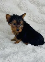 Chewy , a male Yorkshire Terrier for sale in Elkton, KY – Photo 1 of 9